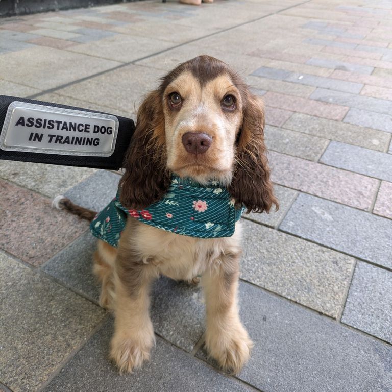 Assistance Dog Group Sessions