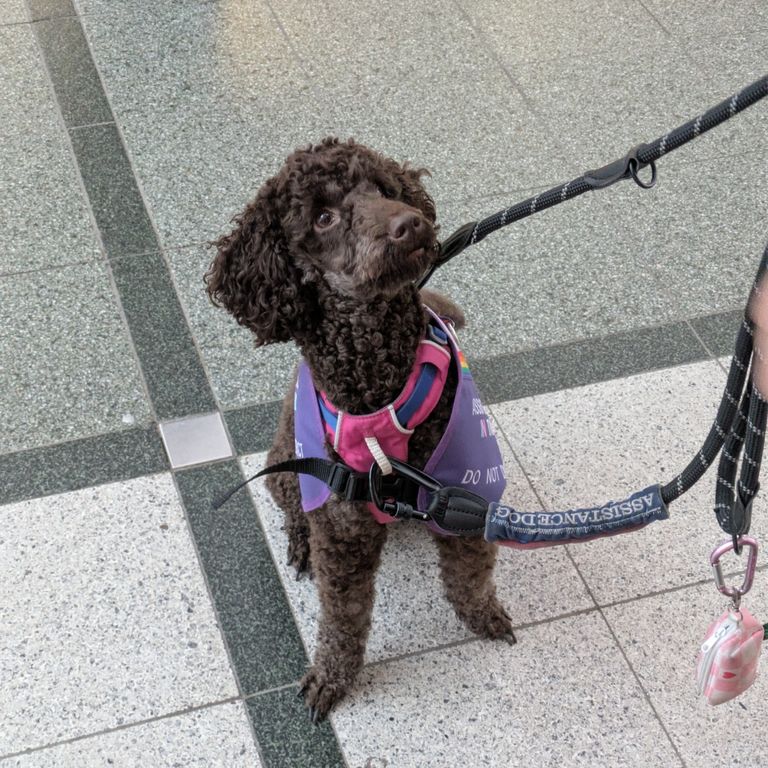 Assistance Dog in a shopping centre 