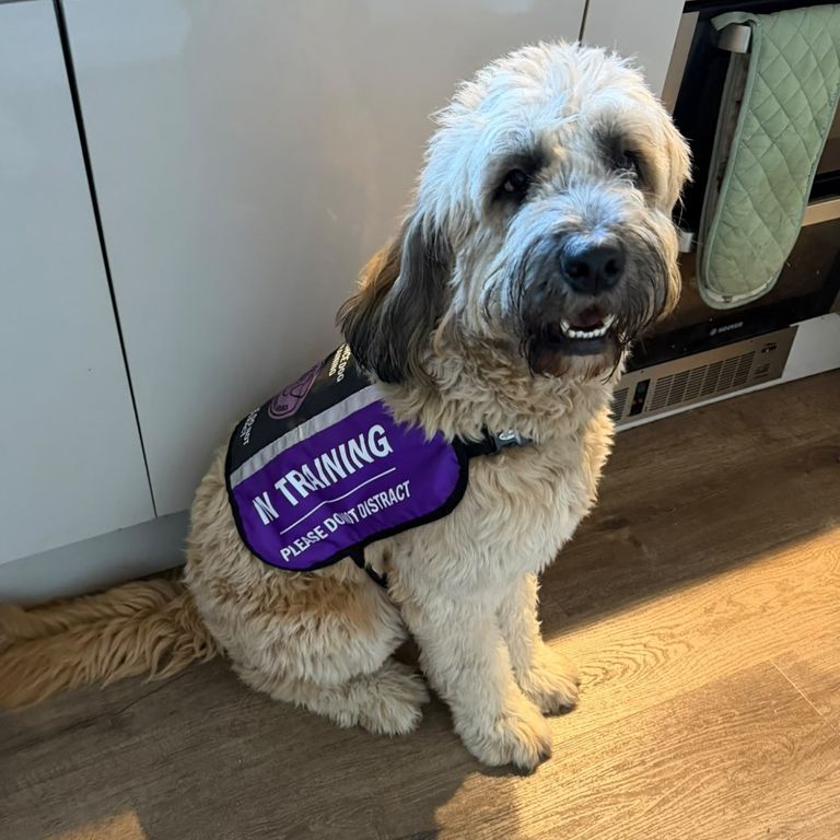 Assistance Dog in a shopping centre 